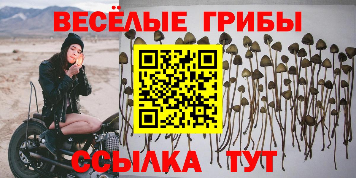 Псилоцибиновые грибы Cubensis  Вход с VPN  Тверь 